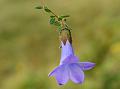Entire-Leaf Trailing Bellflower