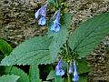 Erect Catmint