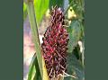 Erect Flemingia