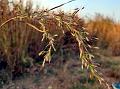 Erect Musal Grass