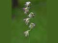 Ethiopian Black Millet
