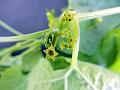 Exploding Cucumber