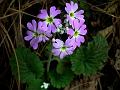 Fairy Primrose
