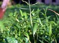 Fanleaf Bristle-Grass