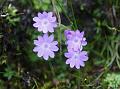 Fanleaf Primrose