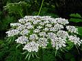 Fern-Leaf Milk Parsley