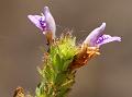 Fern-Leaf Swampweed