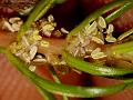 Few-Flowered Watermilfoil