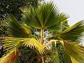 Fiji Fan Palm