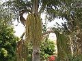 Fishtail Palm