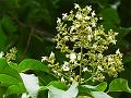 Five-Leaf Chaste Tree