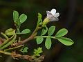 Five-Leaf Tephrosia