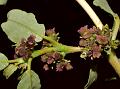 Five-Stamen Horse Purslane