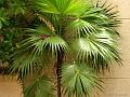 Florida Thatch Palm