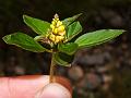 Forked Milkwort