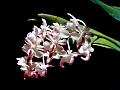 Fragrant Fox Brush Orchid