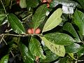 Fragrant Himalayan Holly