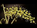 Fragrant Opilia