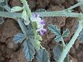 Fragrant Scurfy Pea