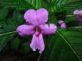 Free-Flowering Balsam