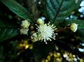 Free-Flowering Litsea