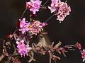 Free-Flowering Rotala