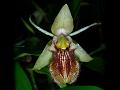 Fringed Coelogyne