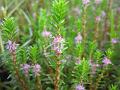 Fringed Flower Rotala