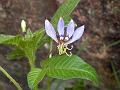 Fringed Spider Flower