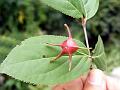 Fringed Spindle Tree