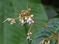 Fulvous Boeica