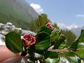 Garhwal Cotoneaster