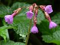 Geranium Primrose