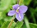 Germander Speedwell