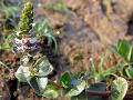 Giant Red Rotala