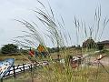 Giant Speargrass