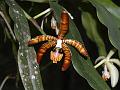 Giant Spider Orchid