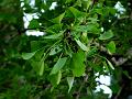 Ginkgo