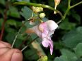Glaucous Balsam