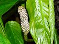 Glaucous Philodendron