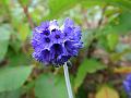 Globe Primrose