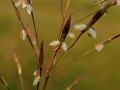 Golden Beardgrass