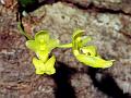 Golden Bulb-Leaf Orchid