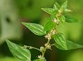Graceful Pouzolz's Bush