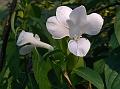 Grand Bush-Violet