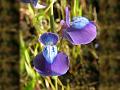 Grass Leaved Bladderwort