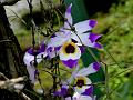 Grass-Leaved Dendrobium