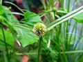 Green Water Sedge