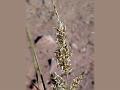 Grey Sour Grass