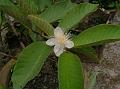 Guava